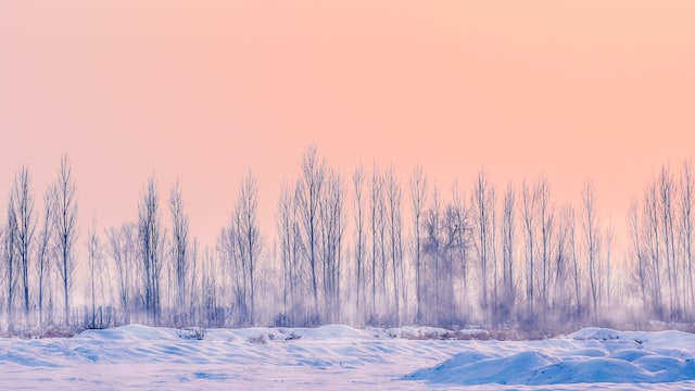 1月30日（雪景色）