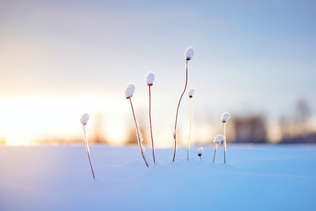 2月16日（雪と花）