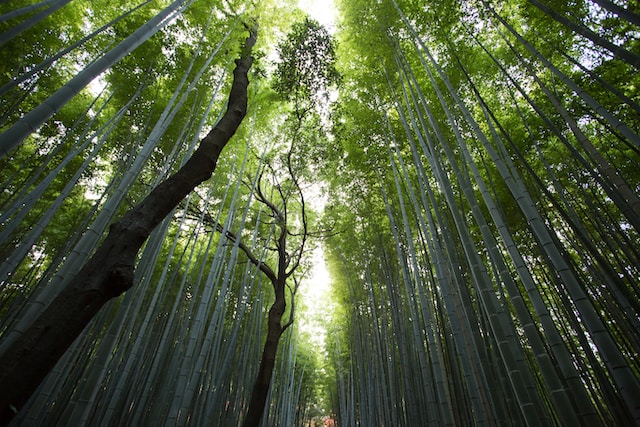 8月21日の元気になる画像