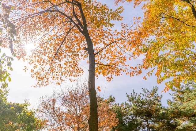 11月4日の元気になる画像