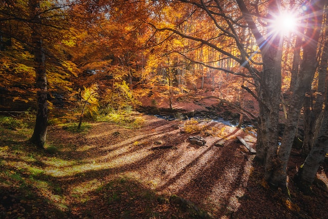 11月8日の元気になる画像