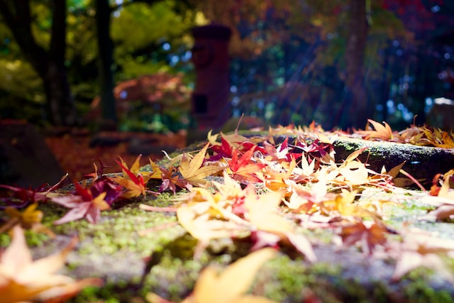 11月30日の元気になる画像