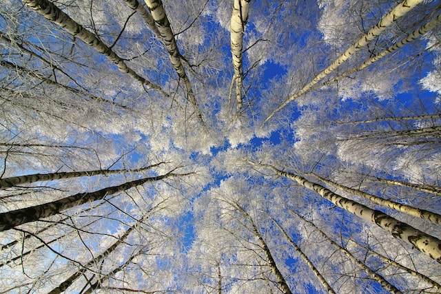 11月29日の元気になる画像