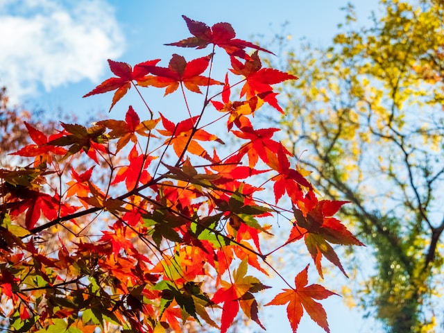 11月11日の元気になる画像